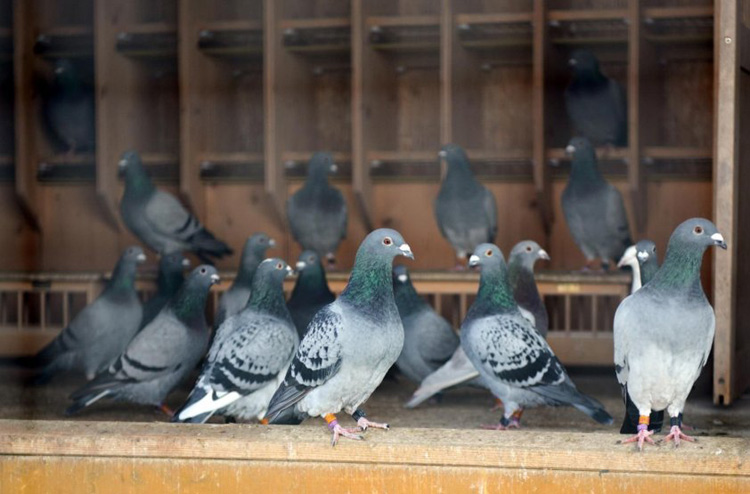 palomas mensajeras 2