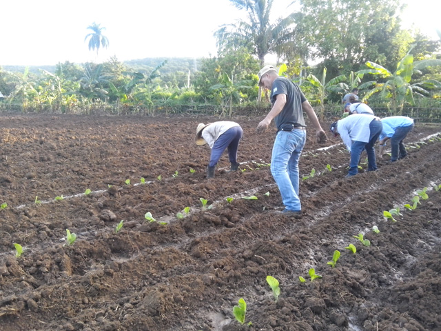 Tabaco in Holguin