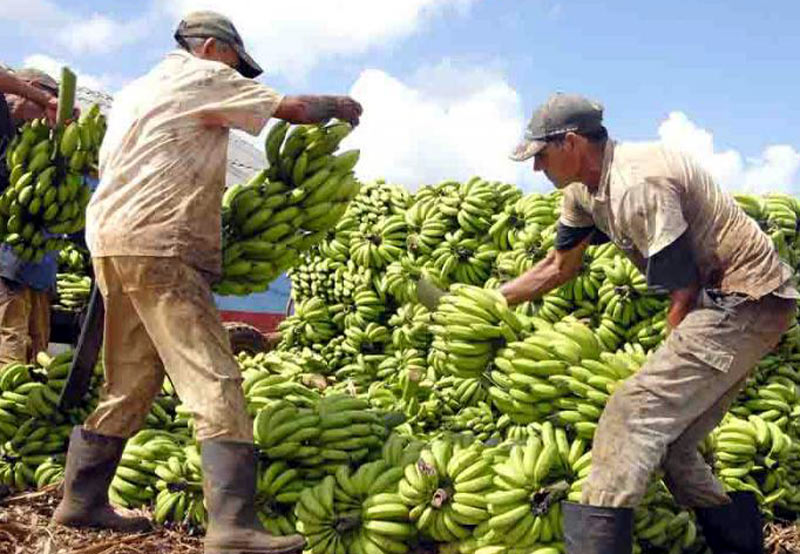 Photo: ACN and Granma agricultores hg 1