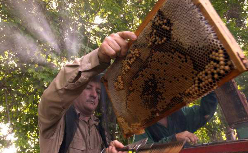 apicultores abeja miel