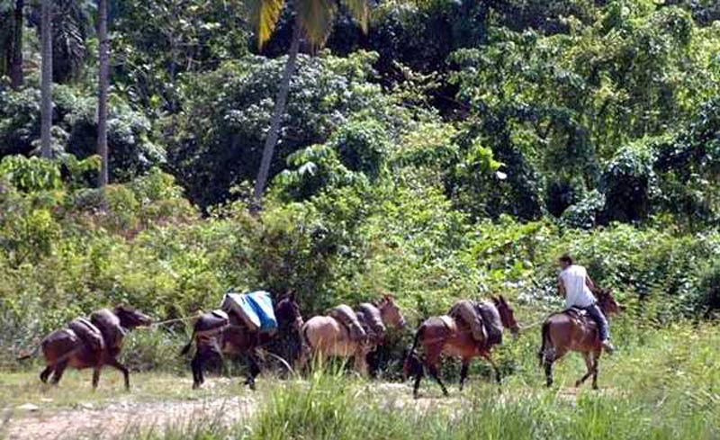 cayo mambi 2