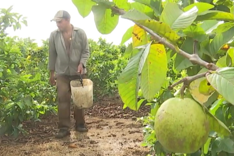 variedades de frutas oramas