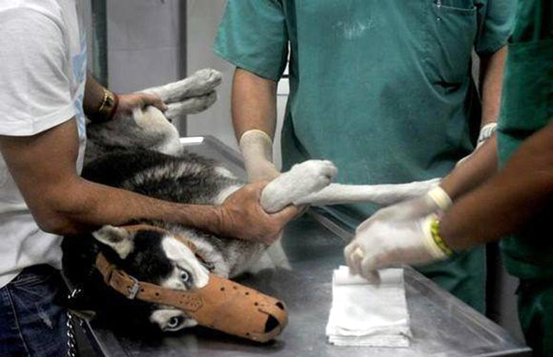 Fotos: Del autor y cubatv veterinaria 1