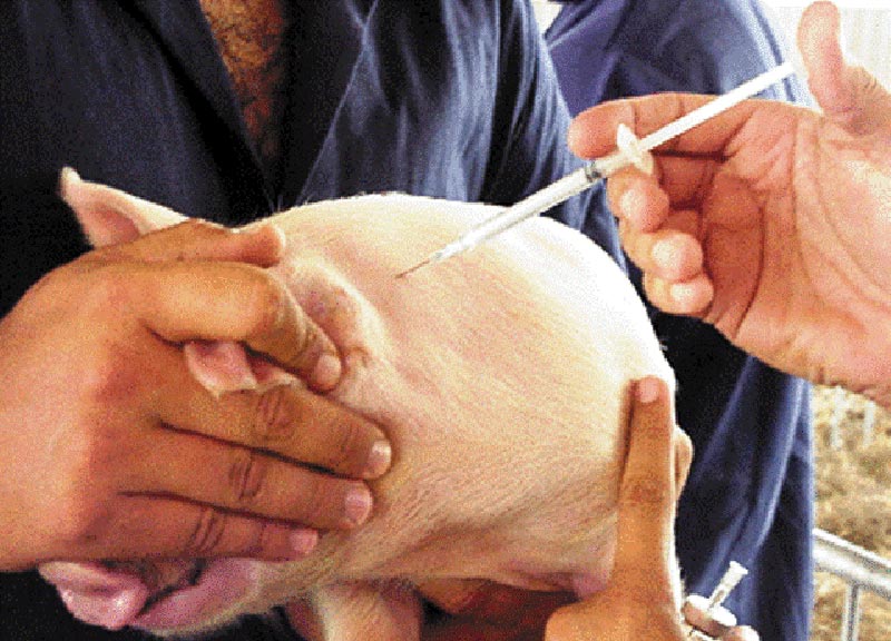 veterinaria 2