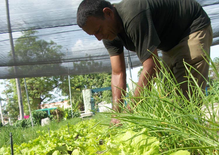 agricultura holguin1