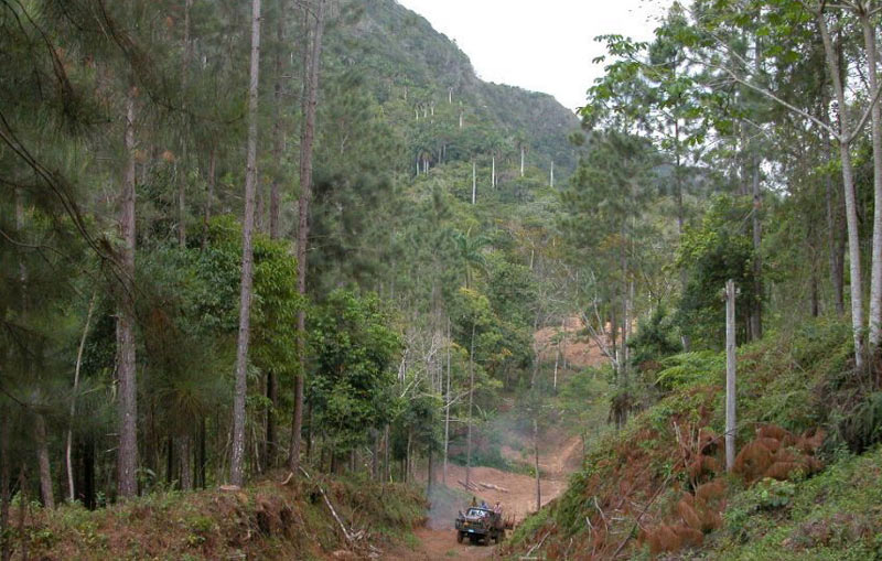 trabajador forestal 1