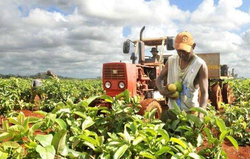 agricultura agronomia 0