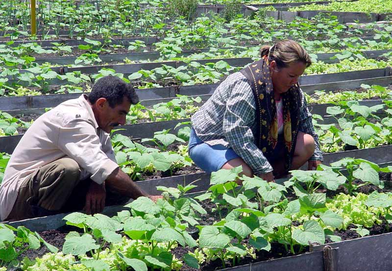 Foto: Elder Leyva agricultura urbana