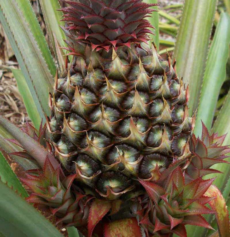 pina1