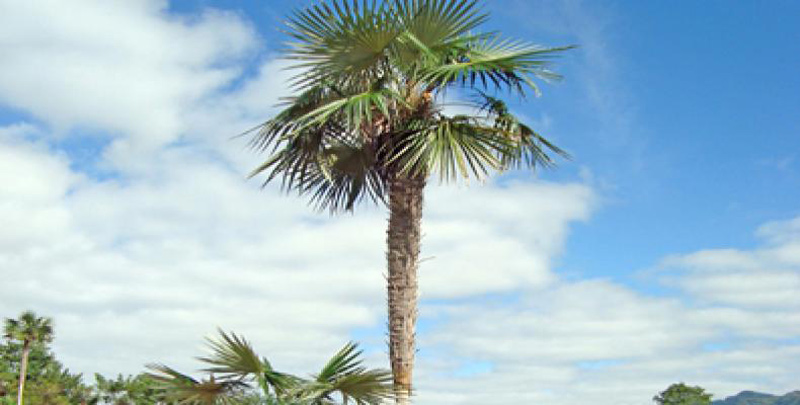 Photo: ACN palma coccothrinax