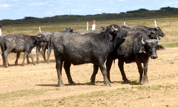 búfalos 3