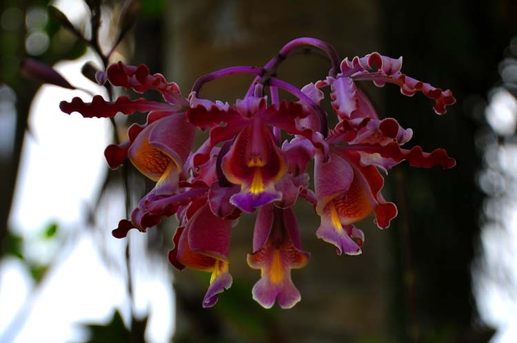 Fotos: isladelapoesia y ACN jardin botanico holguin 2