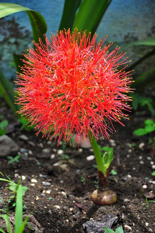 jardin botanico holguin 3