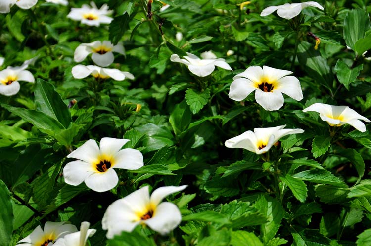 Jardín Botánico de Holguín. Foto: Carlos Rafael