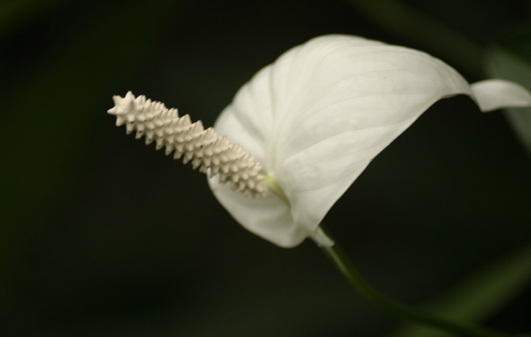 jardín botánico 1