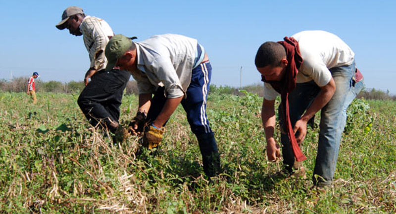 Photos: juventud Rebelde agricultura jovenes 1