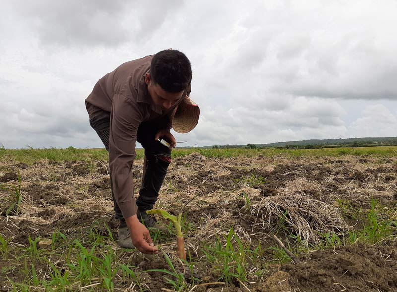 Todo hombre que trabaje, se esfuerce y tenga un propósito en la vida lo va a cumplir, lo va a obtener, pero con trabajo y sacrificio” Agricultor banense 01