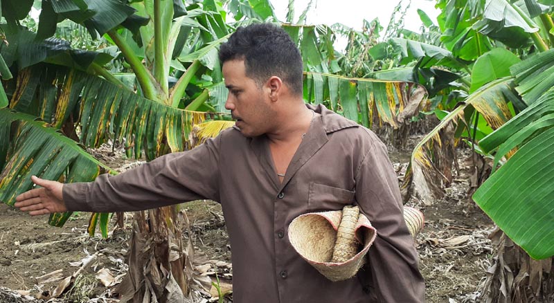 Nosotros los jóvenes cubanos tenemos la responsabilidad de llevar una buena agricultura ecológica orgánica, un desarrollo en la plantación Agricultor banense 03