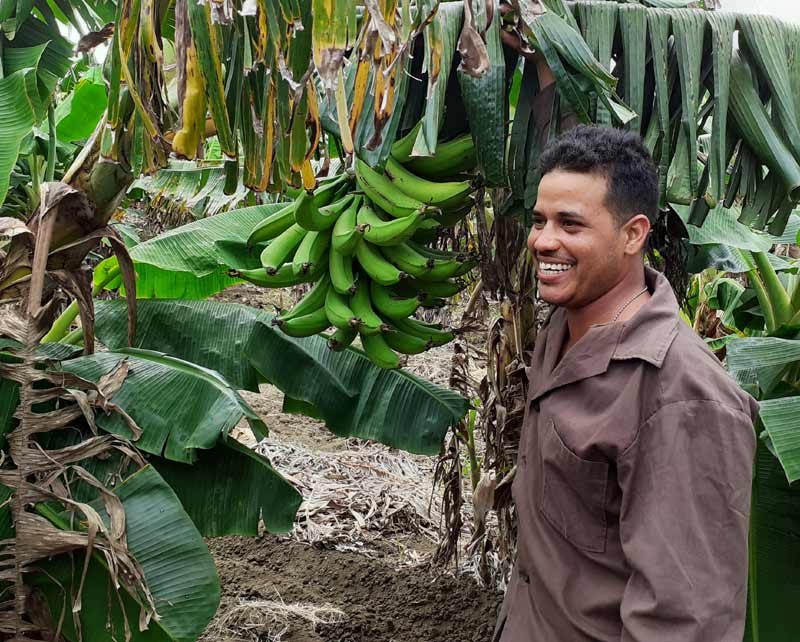 Rigoberto Pulido Toro, joven destacado en la producción de cultivos varios en el municipio Banes. Fotos del autor Agricultor banense Portada