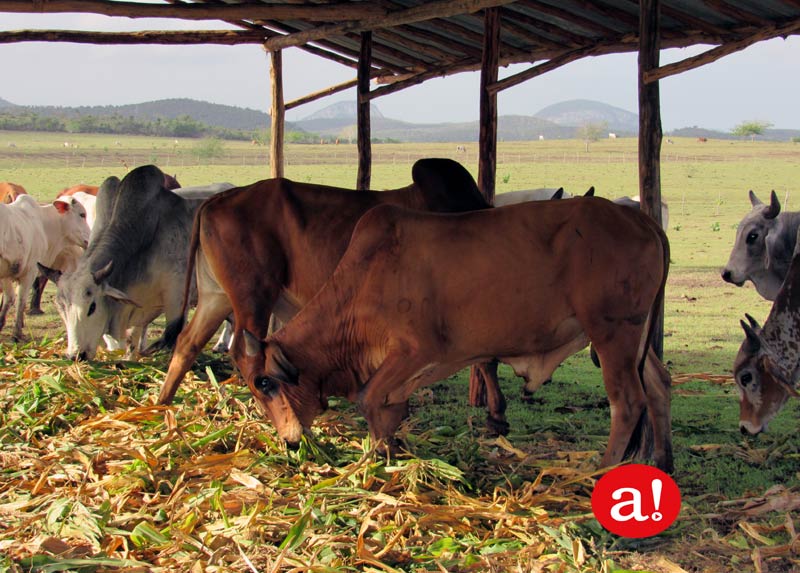 Actualmente se acondiciona un centro de ceba de toro Rec Freyre toro colorao