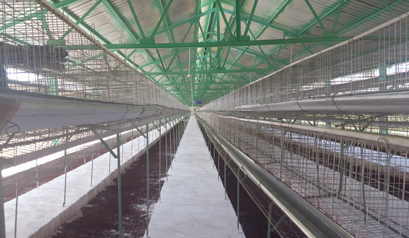 Interior de una de las naves para gallinas ponedoras de la UEB Avícola Frank País. Moa Desarrollo integral 3