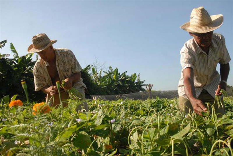 banes agricultura 02