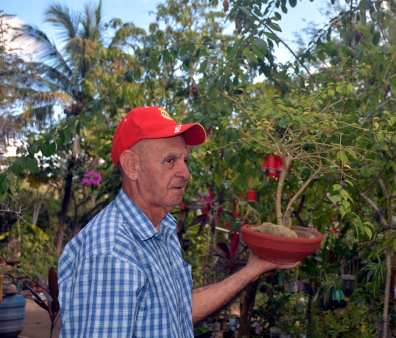 Unos 200 ejemplares de Bonsai exhibe Millet en su jardín juan millet 2