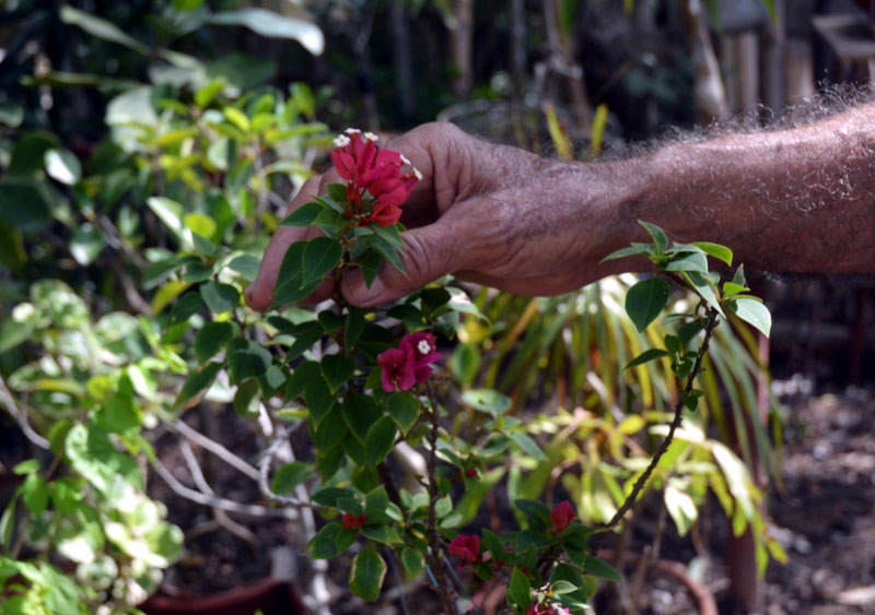 Las flores de los Bonsai engalanan su jardín juan millet 3