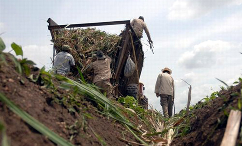siembra caña 1