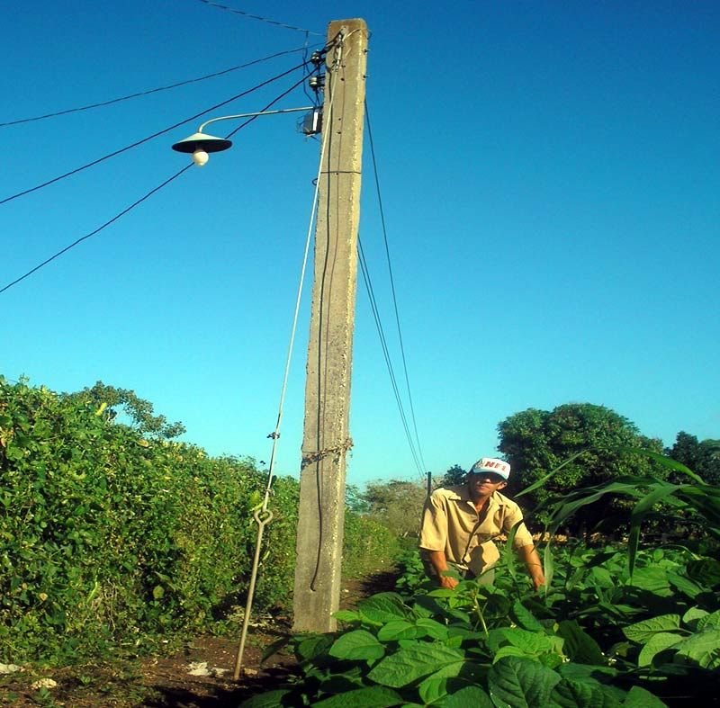 Reynaldo León conoció que demasiada exposición a la luz afecta a la planta. soya velasco 2