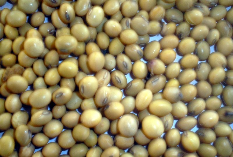 Hoy se trabaja en velasco por lograr variedades adaptables a todas las épocas del año, pues la soya puede cultivarse en primavera, verano e invierno. soya velasco 3
