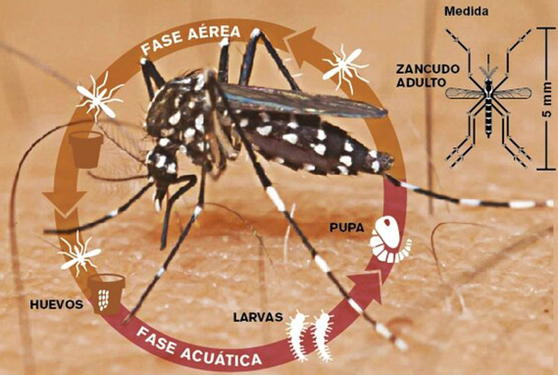 Aedes 3