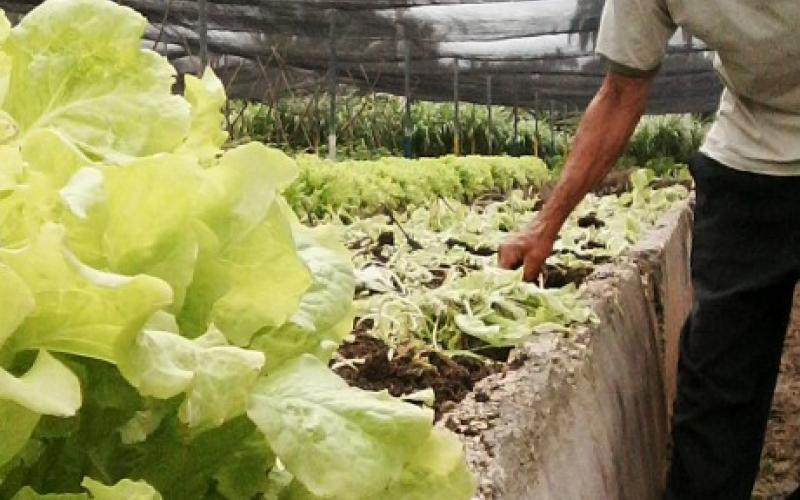 Debe aprovecharse al máximo cualquier espacio de tierra para sembrar. Foto: Minag.cu Agric urbana minag