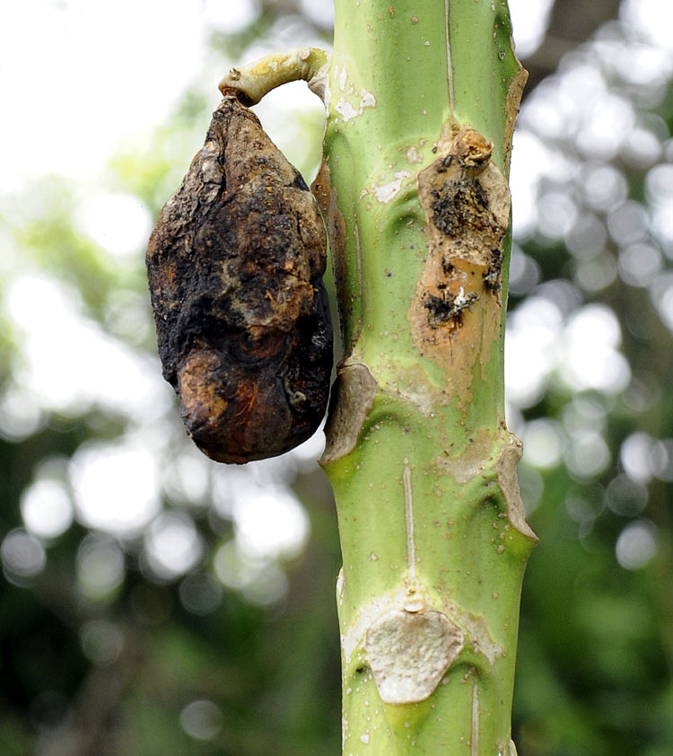 Caracol africano 5