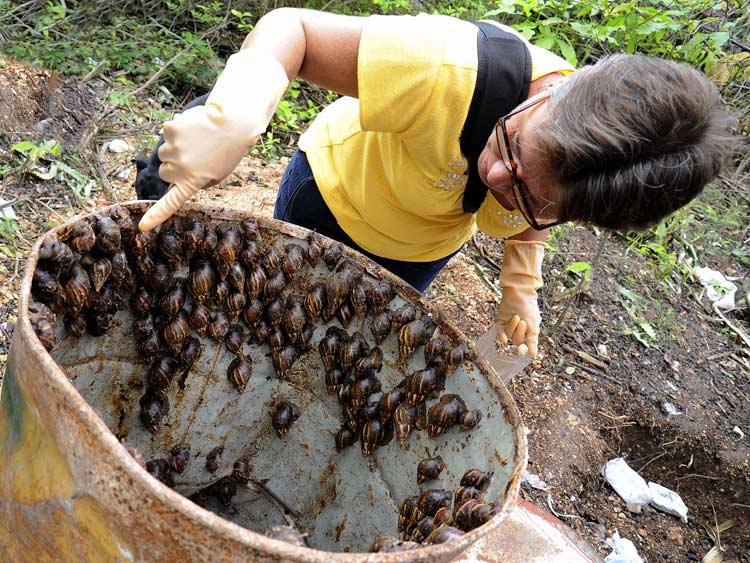 caracol africano 6