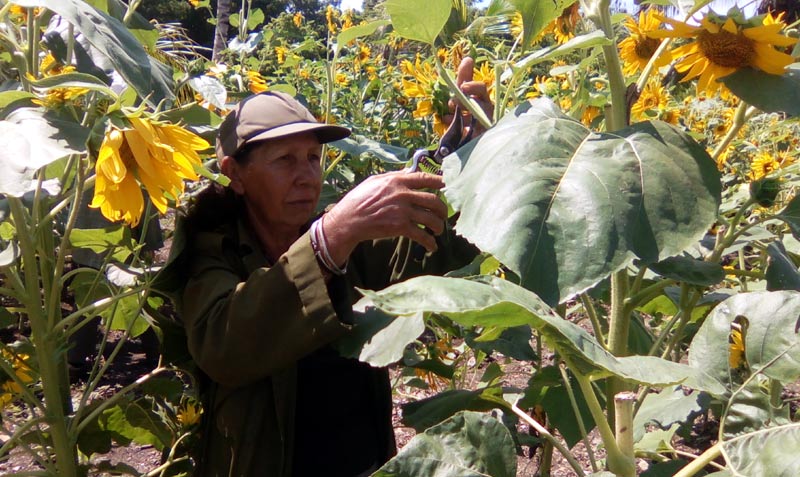 Girasoles, variedades de rosas y margaritas, azucenas, marigoles y cajigales crecen bellas y abundantes. Foto: de la autora jardin purnio 1