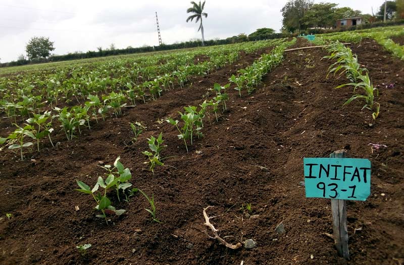 La producción de frijoles en Velasco es de aproximadamente 926.7 toneladas por campaña. Fotos de la autora velasco reportaje 1