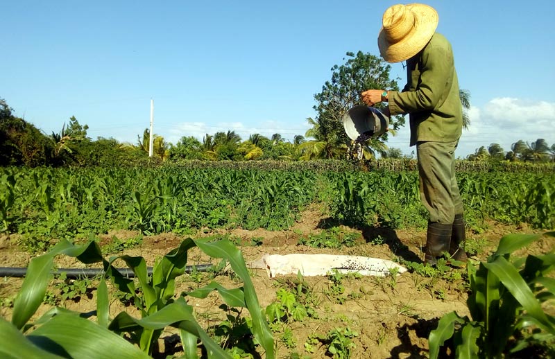 Los suelos poseen las condiciones propicias para el desarrollo de alimentos básicos en las dietas. velasco reportaje 2