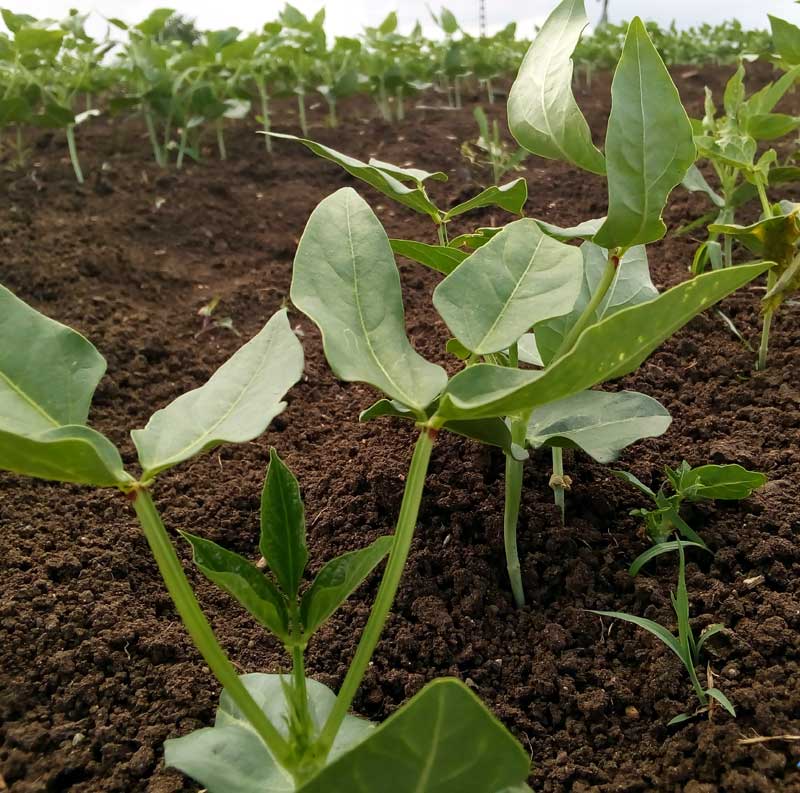 Las características de la tierra influyen en el saludable crecimiento de la planta. velasco reportaje 3