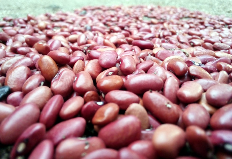La producción de frijol disminuyó por factores climáticos y la presencia de abundantes plagas y enfermedades. velasco reportaje 4