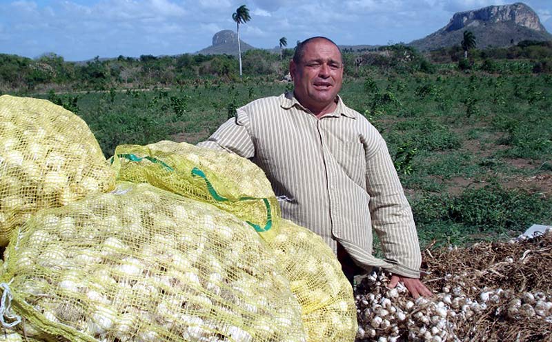 En las 67 hectáreas en la finca La negra, dedicadas a frutales, se intercalan otros cultivos, como, ajo y frijol. Foto: Jorge Quevedo agricultura ernesto gibara