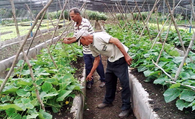 Organopónico semiprotegido Hogar de Ancianos, en Banes. Fotos: del autor banes organoponico 1