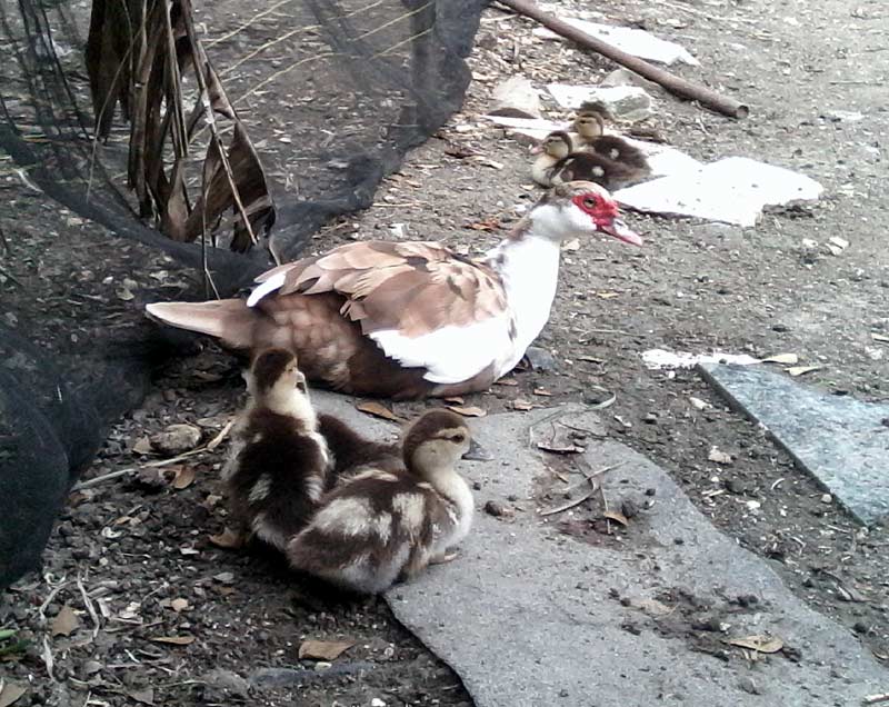 La cría de aves se suma a la producción de hortalzias en el organopónico banense. banes organoponico 2