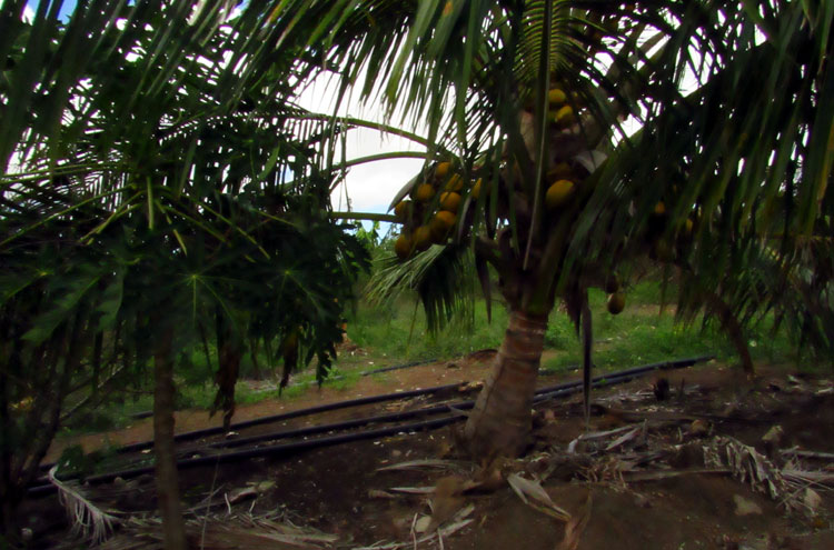 finca la negra 3