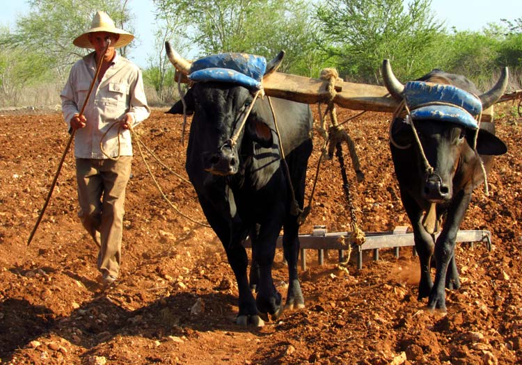 campesino fotorrep 6