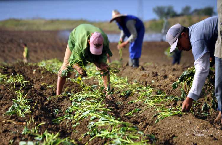 campesino fotorrep 8