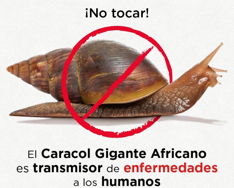 caracol gigante2