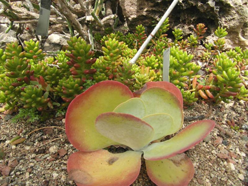 Flora