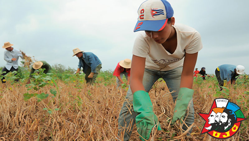 Los jóvenes calixteños apoyan importantes tareas como la producción de alimentos y la campaña antivectorial. UJC Calixto Garcia