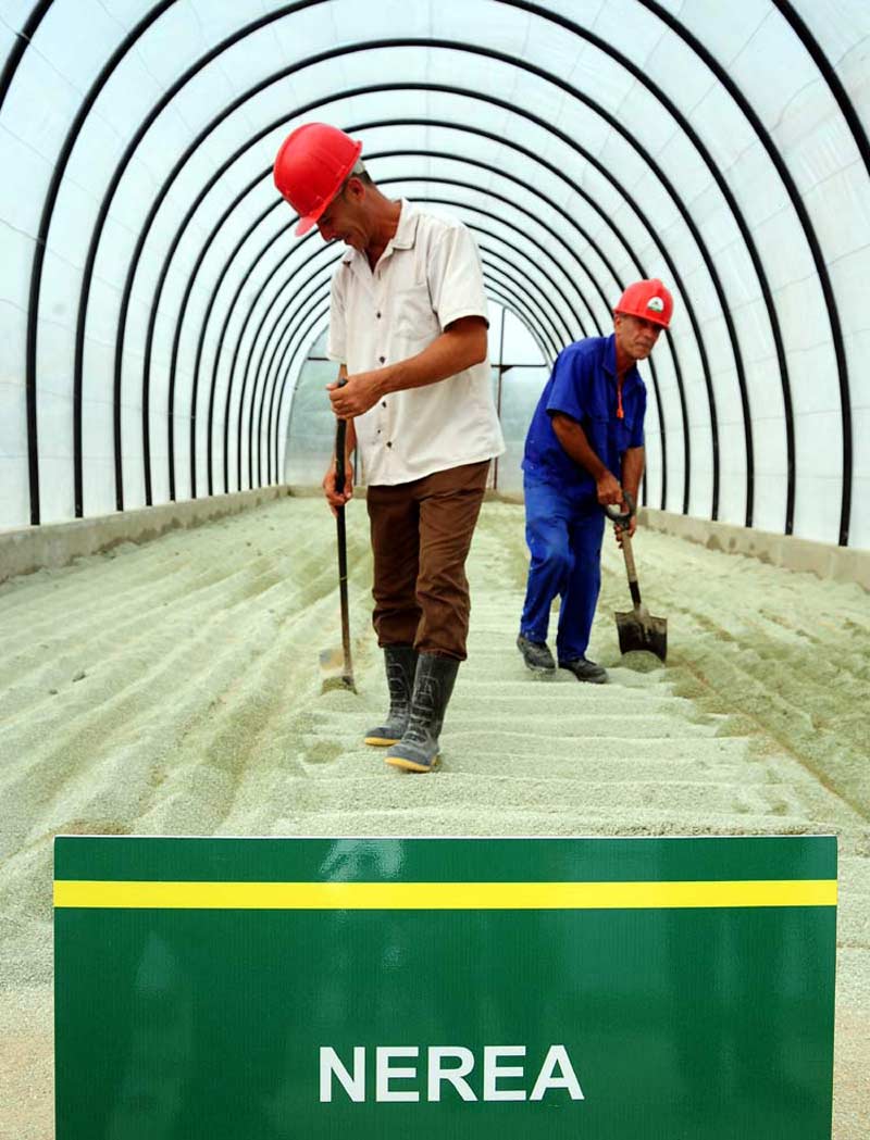 La pruebas de campo realizadas con los fertilizantes y sustratos Nerea® demostraron beneficios productivos en varios cultivos. zeolita nerea hg 2